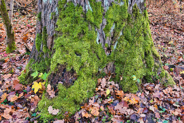 the trunk of a large old tree covered with green moss, surrounded by autumn scenery