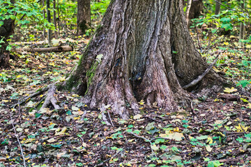 a large tree trunk with visible roots, seen in autumn