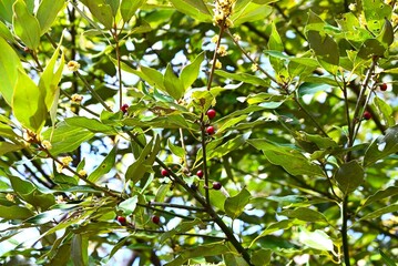 Neolitsea sericea (Japanese Shirodamo) berries. Lauraceae evergreen dioecious tree. The berries take a year to ripen to red, and you can see the flowers and berries at the same time.