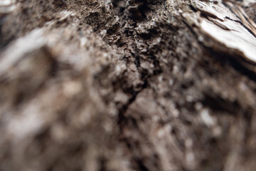 bark of a tree