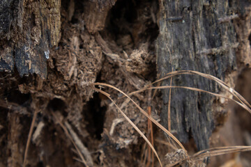 tree bark texture