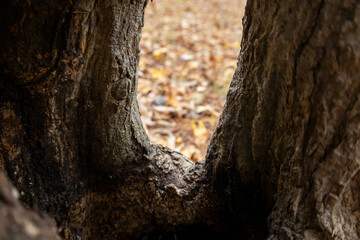 hole in tree