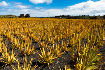 Aloe vera medical plants flourish in a vast field in Lanzarote, showcasing vibrant green leaves and yellow blossoms under a bright blue sky. These plants are used to make medicines and cosmetics