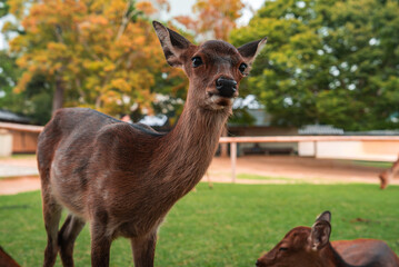 A curious sika deer faces the camera in Nara Park, Japan, as another rests nearby. Low wooden railings and temple forms sit behind. Soft autumn light suggests calm day.
