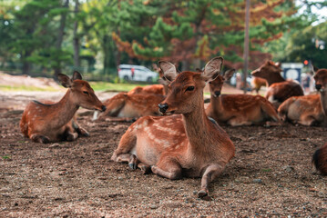 Sika deer lounge on dusty ground under trees at Nara Park in Nara, Japan. Soft daylight and eye level view show dappled coats, calm posture, and close grouping.