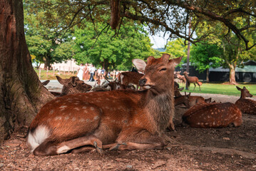 Spotted sika deer rest in shade at Nara Park in Nara, Japan, as tourists stroll nearby. One deer lies in the foreground, eyes half closed, in warm summer light.