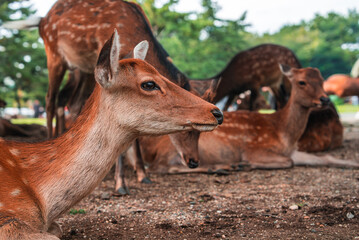 Close up shows a sika deer head in sharp focus, more deer recline behind. Nara Park in Nara, Japan. Warm daylight, shallow depth of field, russet coats and white spots.