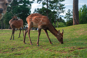 Spotted sika deer graze on a grassy lawn in Nara Park, Nara, Japan, as one deer peeks into the frame at left. Soft daylight and calm afternoon tones suggest ease.