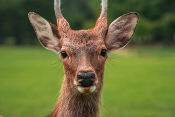 A young sika deer with budding antlers looks toward the lens in Nara Park, Japan. Its brown fur and alert eyes are in sharp focus, with daylight and shallow depth of field.