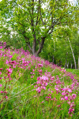 Vibrant pink Sticky Catchfly flowers carpet a sunny green hillside, leading to a majestic oak and lush forest backdrop. A joyful natural spring scene