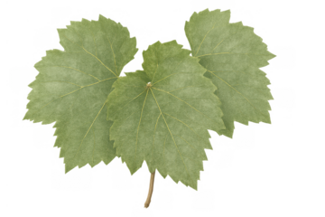 Grape leaves, green vine foliage, and fresh natural plant elements on transparent background