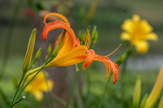 Orange Daylily (Hemerocallis) in profile, with flower buds in the foreground, in sharp focus against a blurred green garden background under soft light. - Powered by Adobe
