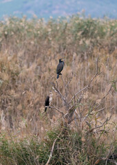 Morning Light Wildlife Scene: Cormorants on Reeds