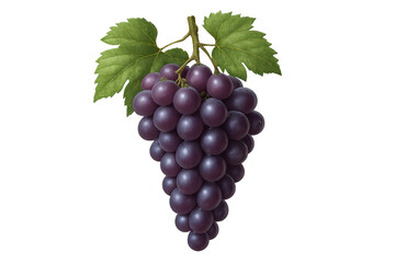 Fototapeta premium Bunch of ripe purple grapes hanging with green leaves, healthy organic fruit for fresh eating, wine making, and juices, transparent background