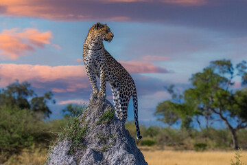 Best Africa wildlife. Panthera leopard, Panthera pardus, levhart, predator native Africa, Botswana. Wildlife, typical environment of leopard subspecies. On the rock. National park Moremi, Okavango,