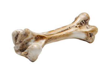 Fototapeta premium A dog bone, light beige and brown, lies diagonally. The bone's ends are slightly bulbous