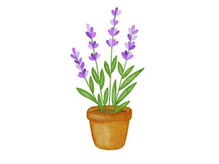 Obraz premium Watercolor lavenders in a pot illustration 