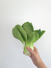 Pak choi in a woman's hand on a white background.