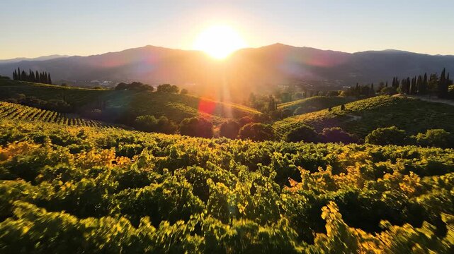 The sun sets over the vineyard hills, illuminating the green vines with a golden glow. This vineyard scene captures the essence of nature's beauty and the tranquility of the evenin
