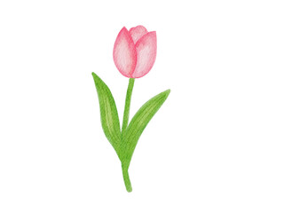 pink tulip illustration 
