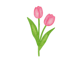 Obraz premium pink tulips illustration
