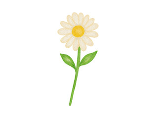 watercolor illustration of daisy flower 