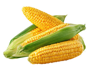 Fresh corn on the cob,  yellow kernels, bright green husks