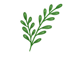 watercolor illustration of bunch of fresh rosemary