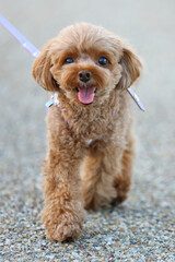 散歩をしているトイ・プードル