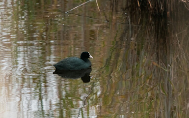 Coot on Lake at Sunrise in Peaceful Nature Scene