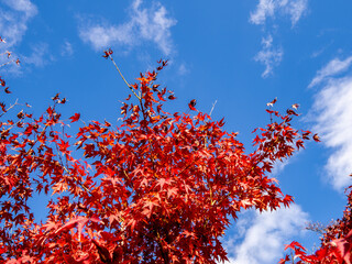 青空下の紅葉
