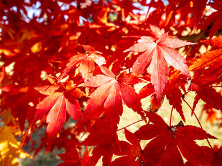 秋, 木, 赤, 葉, 自然, カエデ, 季節, カラフル, 色, 明るい, 公園, 美しさ, 人物無し, 風景
