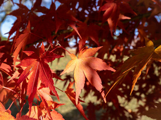 太陽光が当たっている紅葉