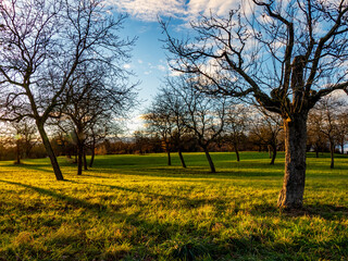 Baumgrundst&uuml;ck im Sp&auml;therbst