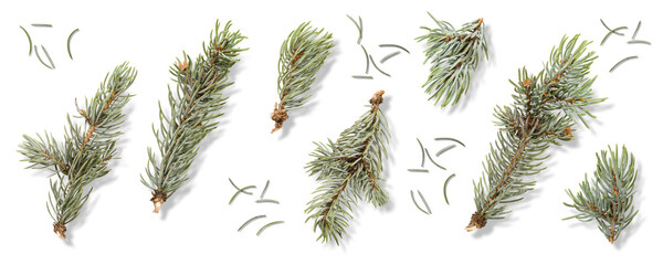 Set of green fir tree, pine or spruce branches isolated on a transparent background, PNG. High resolution. Natural evergreen elements for Christmas and winter decoration design.