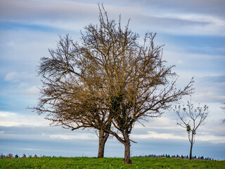 Baumgrundst&uuml;ck im Sp&auml;therbst