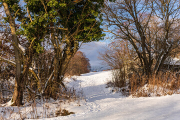 Snowy Forest Path Framed by Trees in Rhön Mountains, Germany