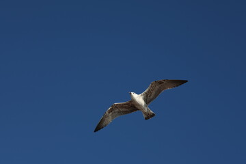 Mouette en plein vol dans le ciel bleu à Nice