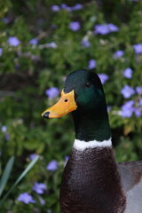 Obraz premium Portrait d’un canard colvert au plumage coloré