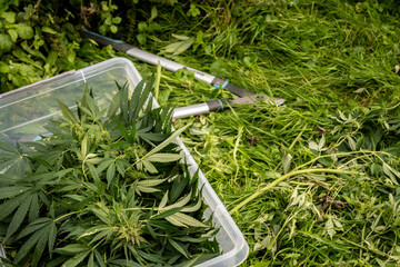 Cannabis and marijuana plants in a plastic box on the grass