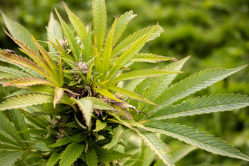 Cannabis plant in growth at the beginning of the flowering period