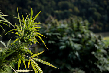 Marijuana leaves on the background of the mountains. The concept of cannabis cultivation.