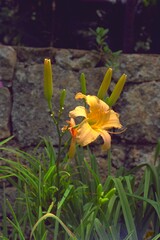 Hemerocallis sp. - Day Lily Blooming
