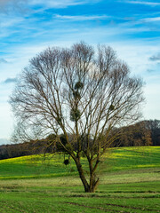 Baum mit vielen Misteln im Spätherbst