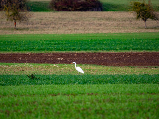 Naklejka premium Reiher auf einem Feld im Spätherbst