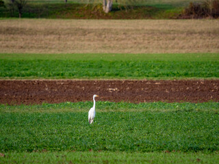 Naklejka premium Reiher auf einem Feld im Spätherbst