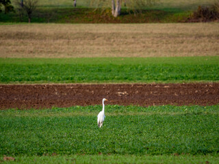 Naklejka premium Reiher auf einem Feld im Spätherbst