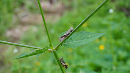 grasshoppers that land on grass stems and green leaves