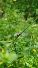 grasshoppers that land on grass stems and green leaves