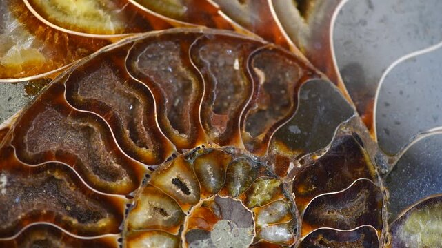 Nautilus shell, Ammonite fossil shell section rotation backdrop. Ancient macro abstract texture Background. Polished ammonite fossil shell with mineral crystals. Close up. 